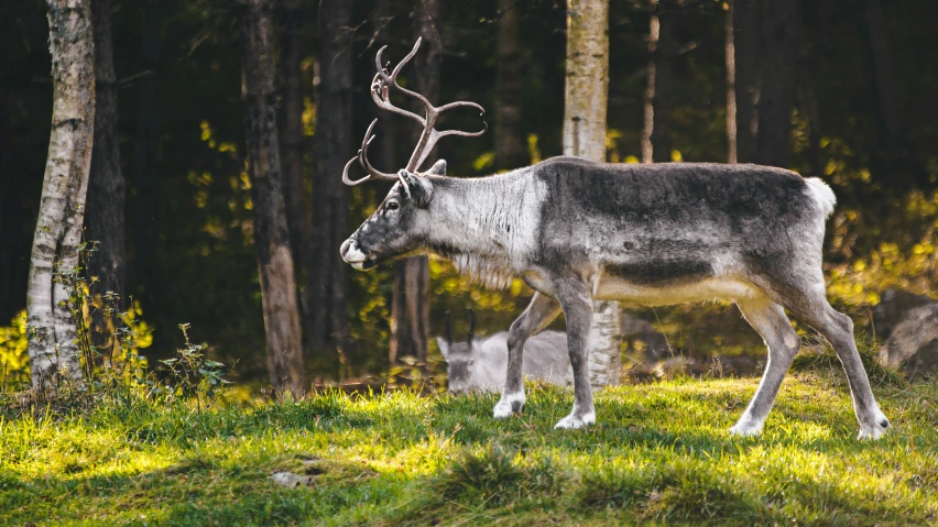 a deer and calf are walking in a wooded area