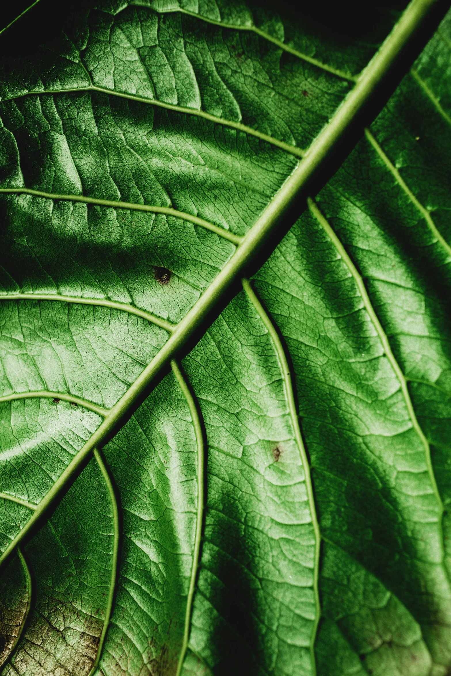 the underside of a large leaf of green