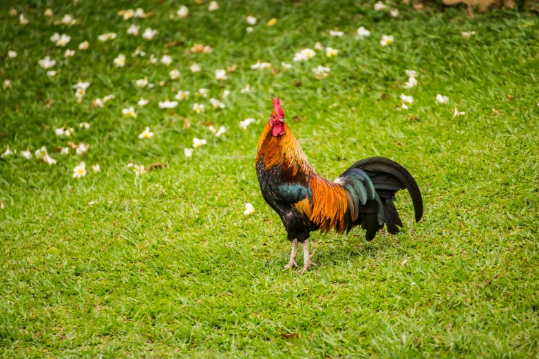 a rooster walking in a field of green grass