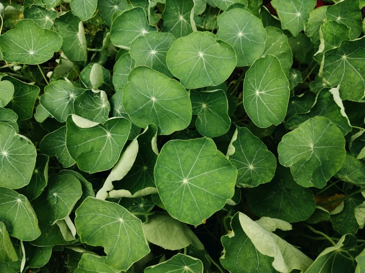 a patch of leaves with green green color