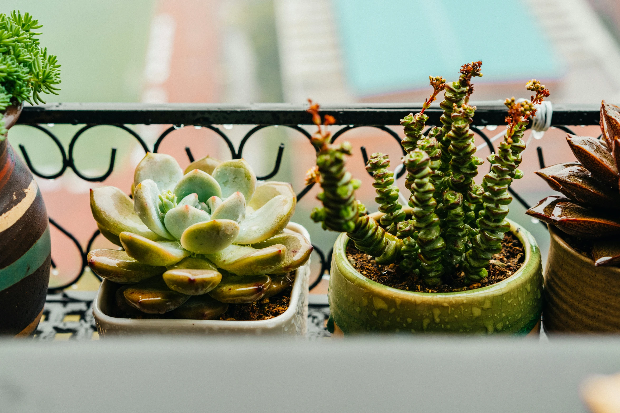 three succulents in small pots are on the balcony rail