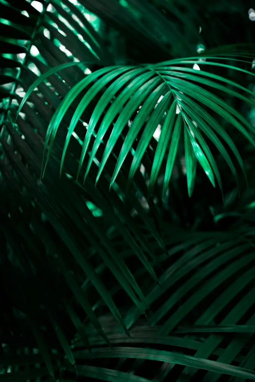 large tropical plant leaf glowing with green color