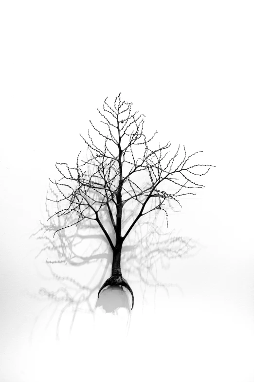 a black and white tree with its shadow