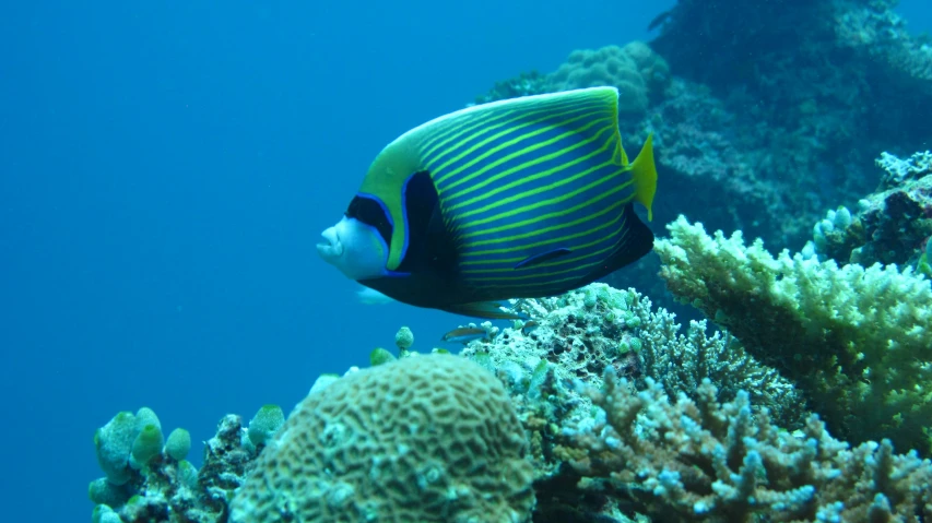 a big blue and yellow fish in the water