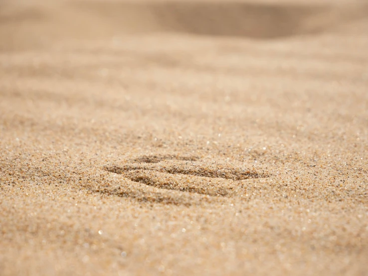 the small animal is making tracks in the sand