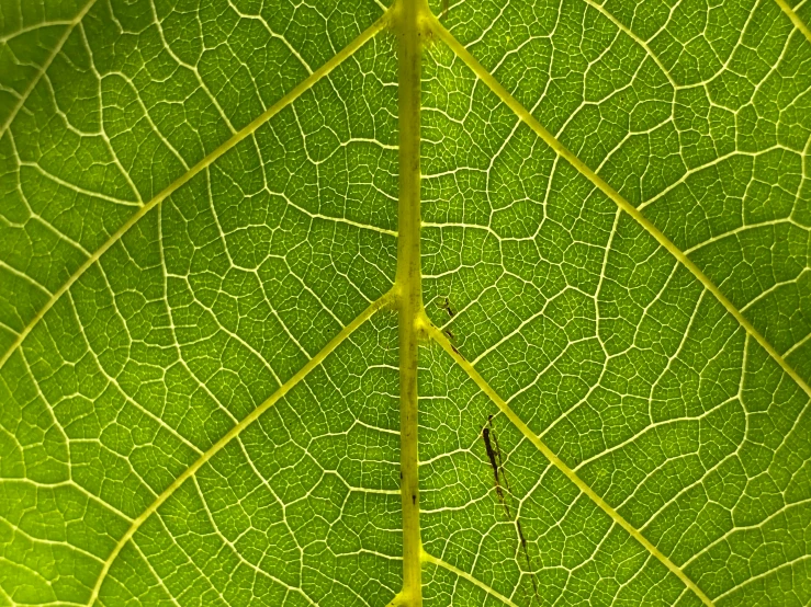 the green, flat surface of a plant's structure