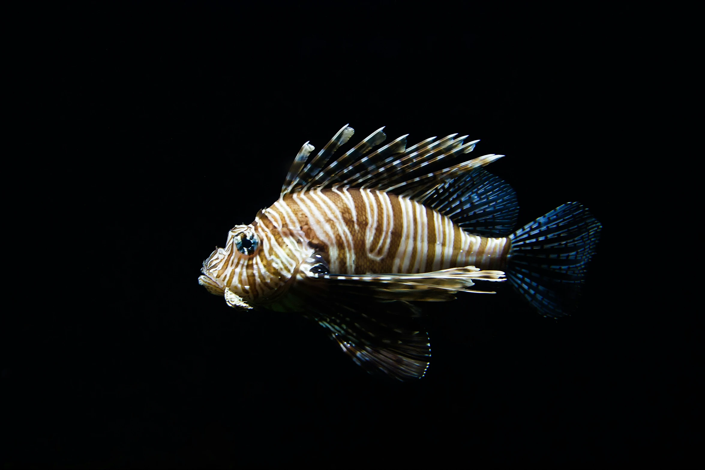 a fish with striped skin sitting in the water