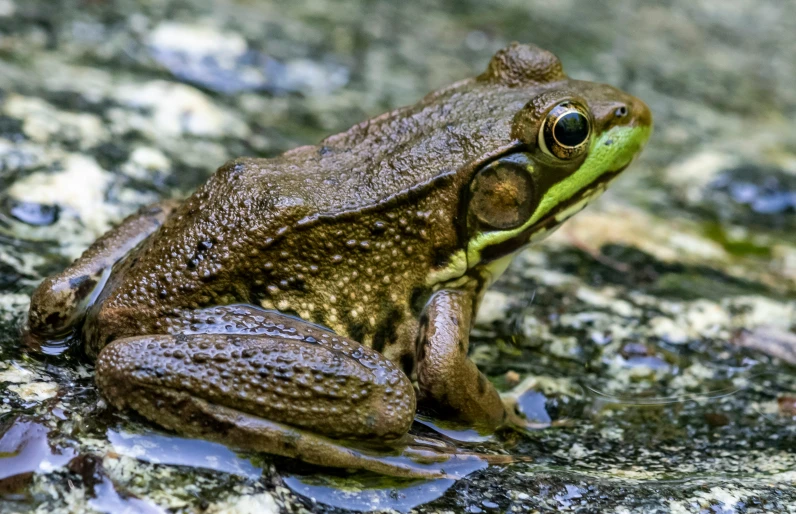 a green and brown frog sitting on a rock