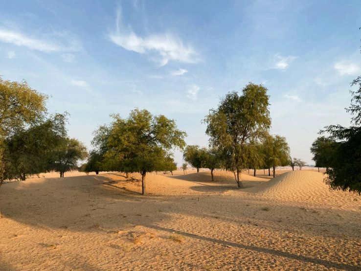 a group of trees stands in the sand