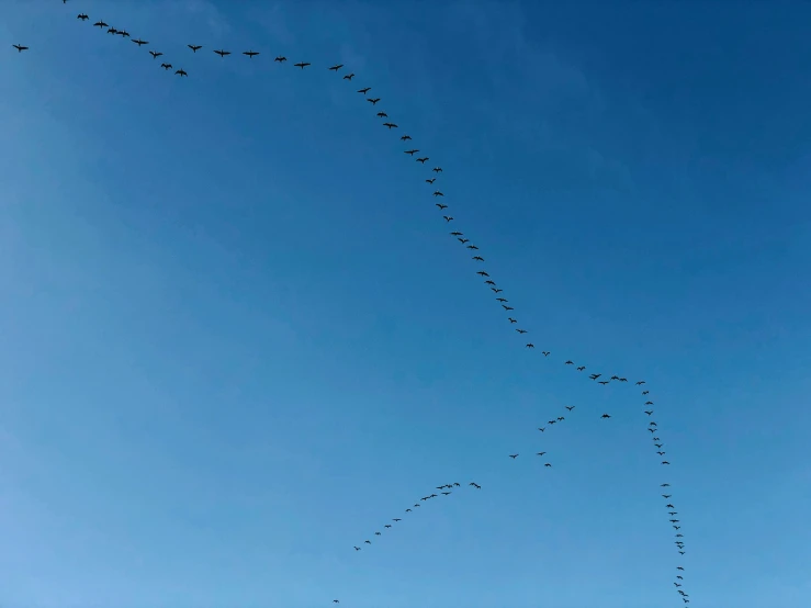 there are many birds flying around together