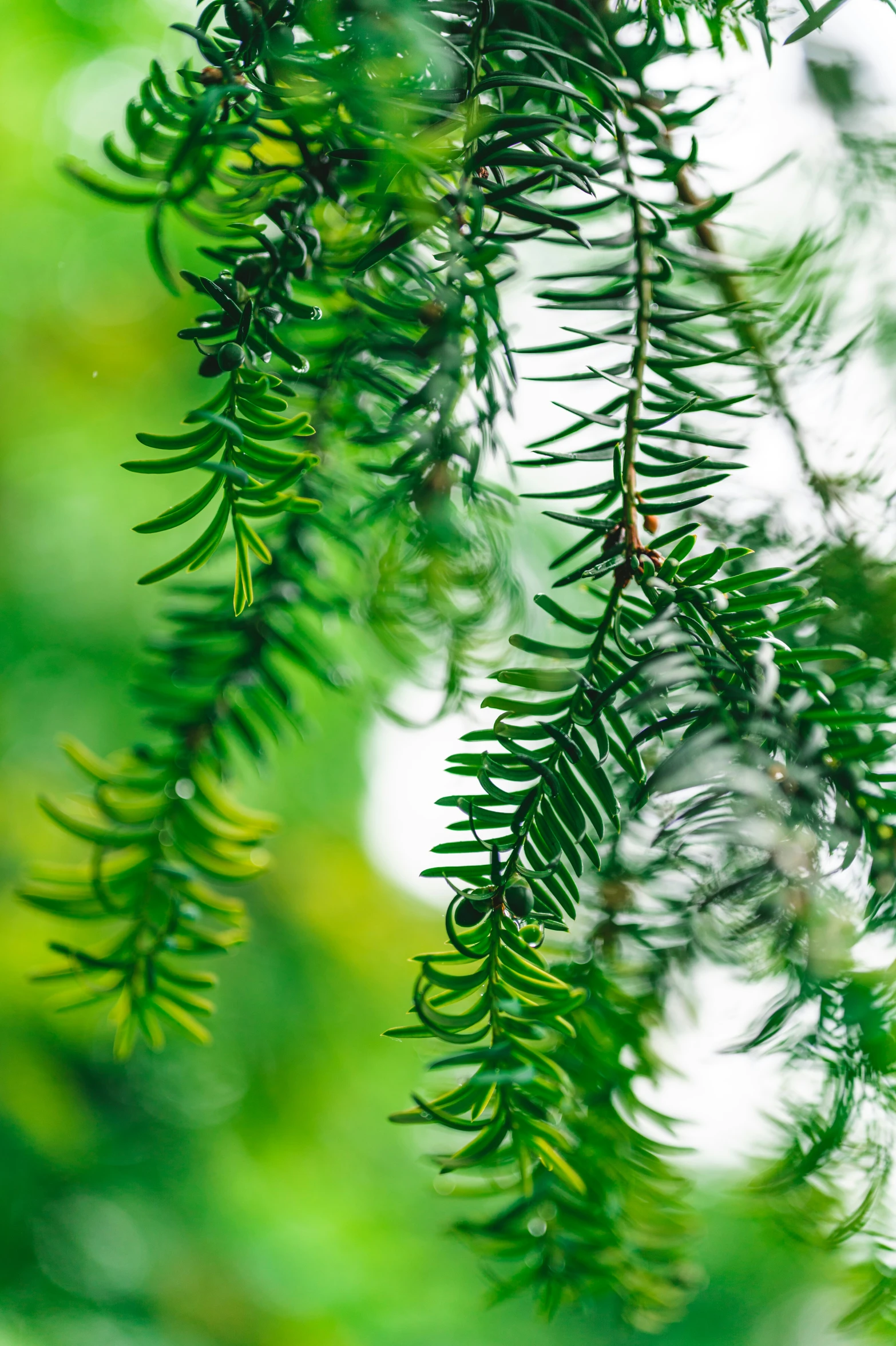 a green pine tree nch as seen through the leaves