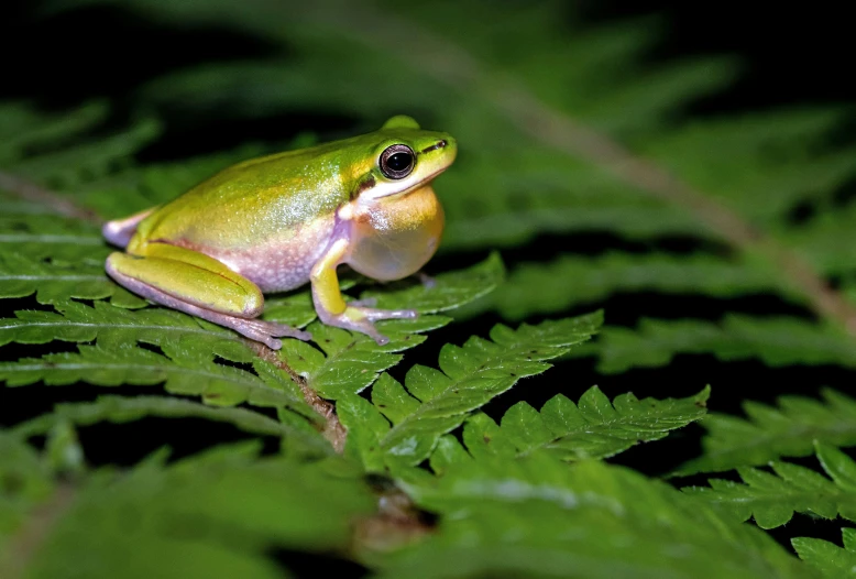 the small yellow and green frog is perched on the fern