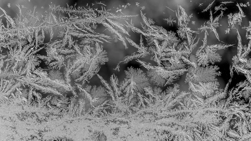 a frosty plant with leaves in the background