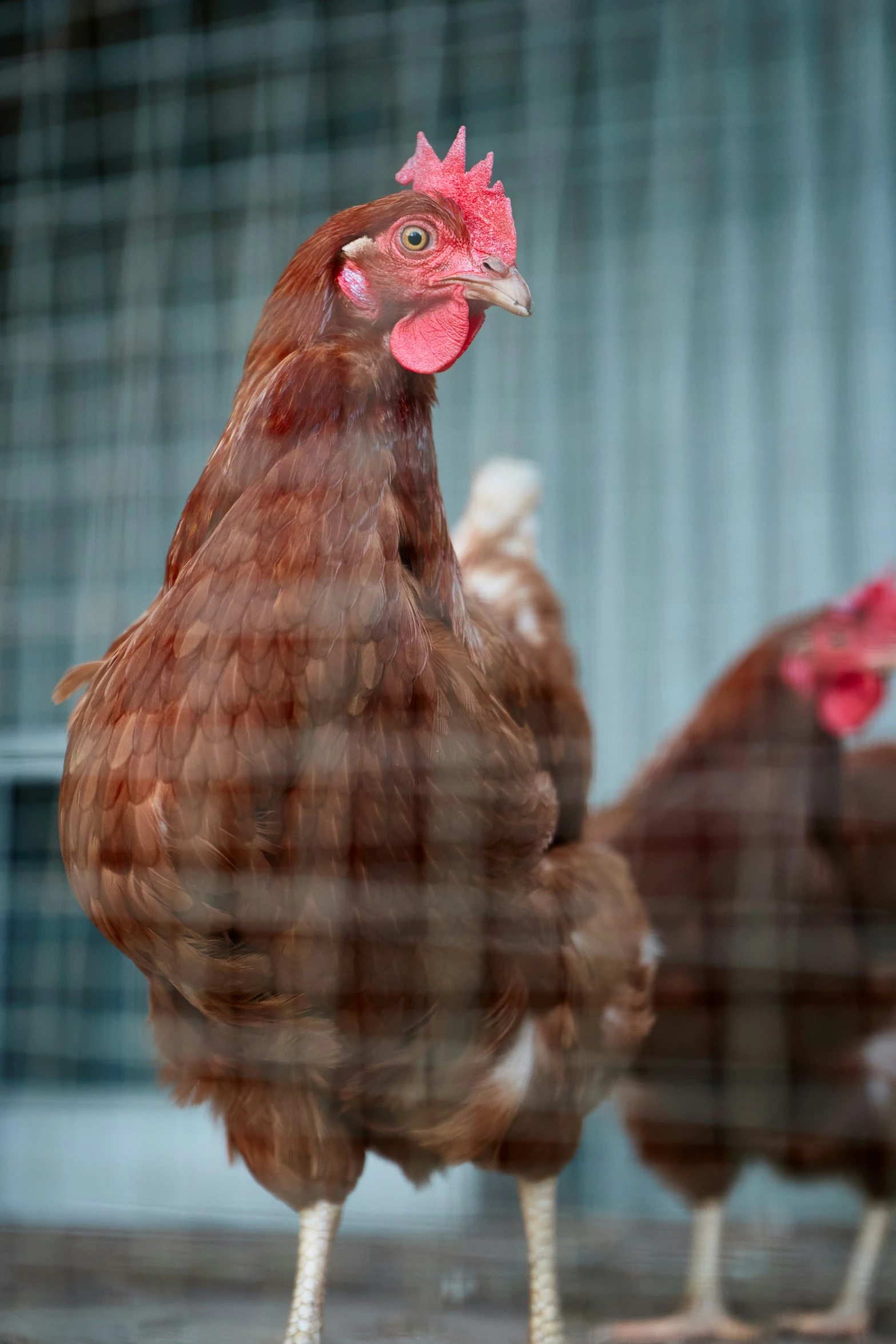 three brown chickens standing next to each other