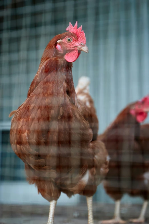 three brown chickens standing next to each other