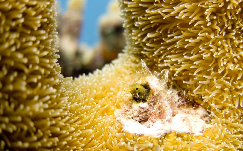 an underwater pograph of a yellow coral that is covered with little bubbles