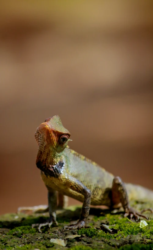 a very large cute lizard on the edge of a log