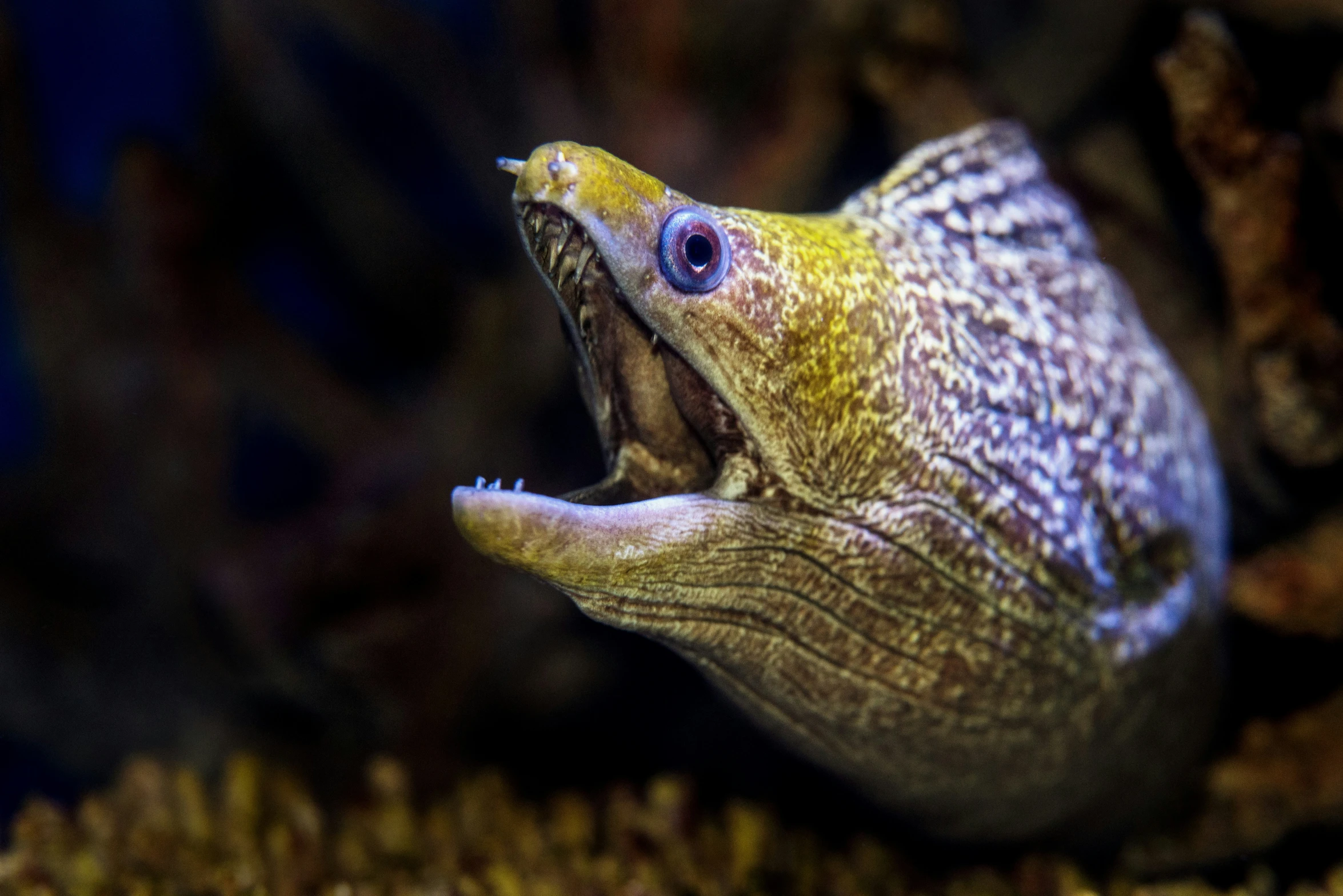 a fish that is inside of a glass aquarium