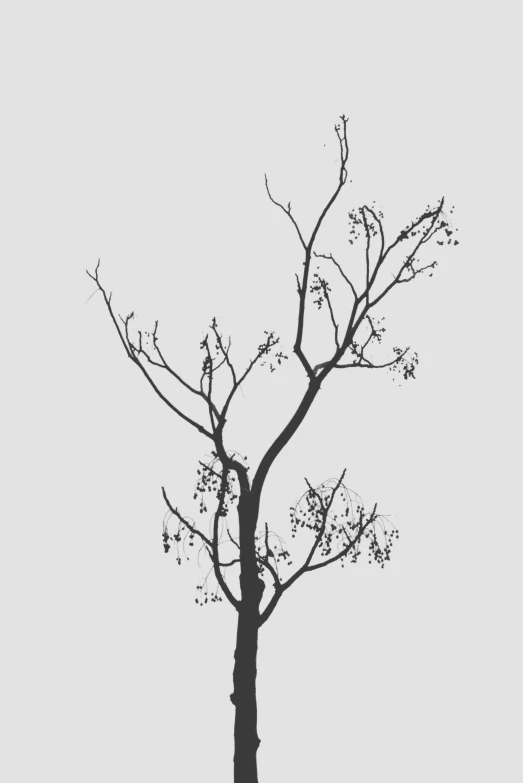 tree with no leaves in a gray sky