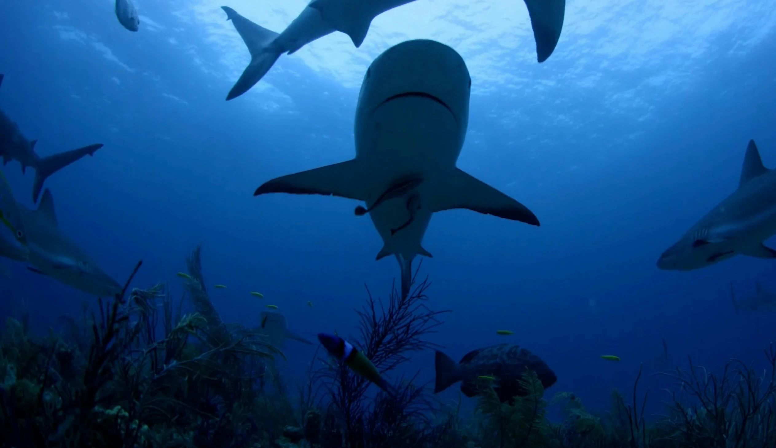 several sharks swim on the water near the reef