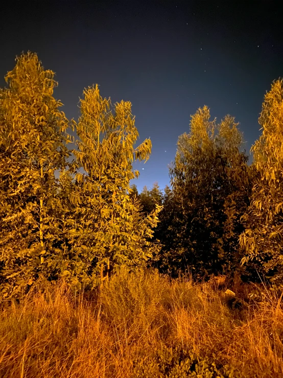 trees are illuminated on the sky and grass