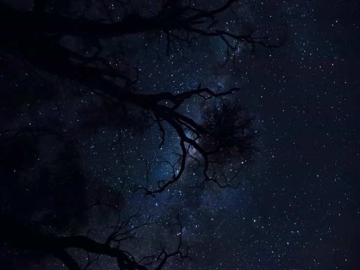 an almost empty tree nch against a background of the night sky