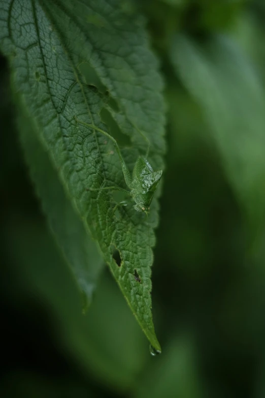 water droplets on a green leaf in the rain