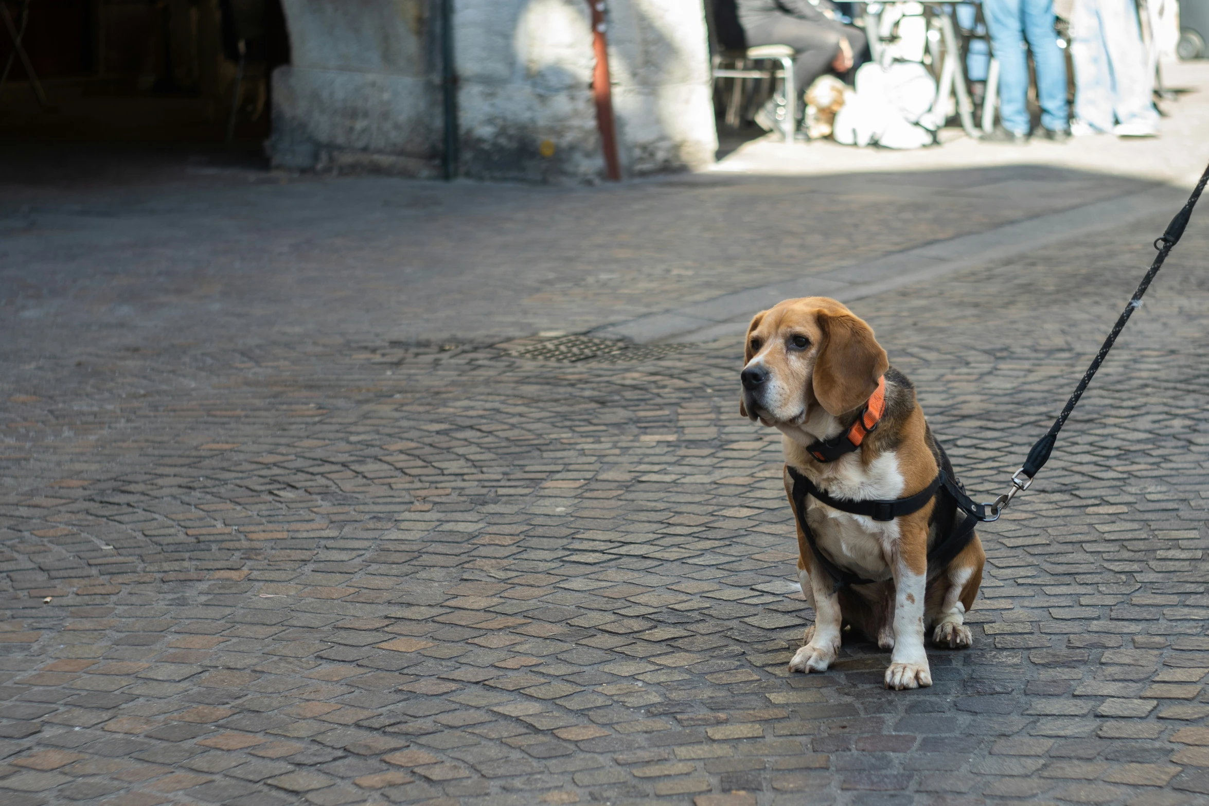 a beagle dog with a leash standing on a stone surface