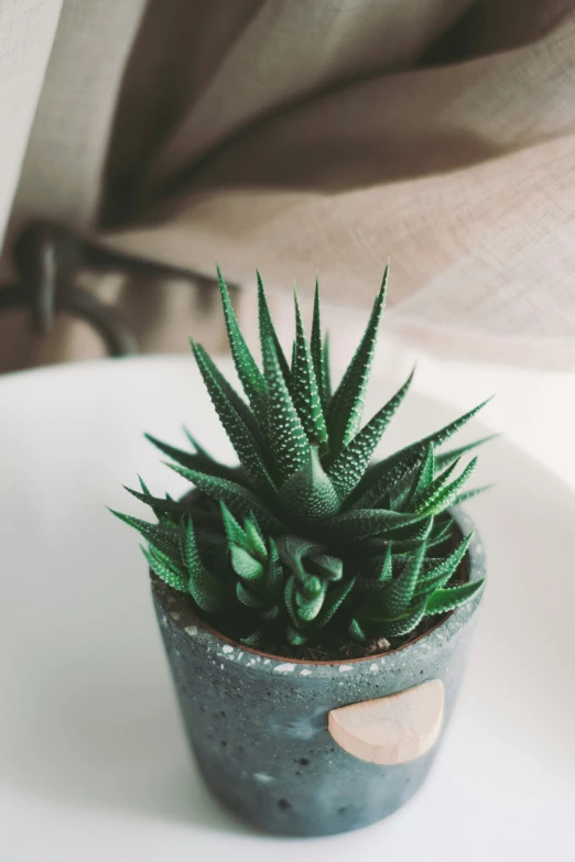 a plant is in a pot on a table