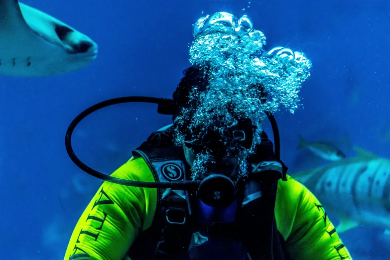 a scuba diving among several great white sharks