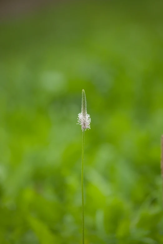 a tall flower sitting on the ground in a field