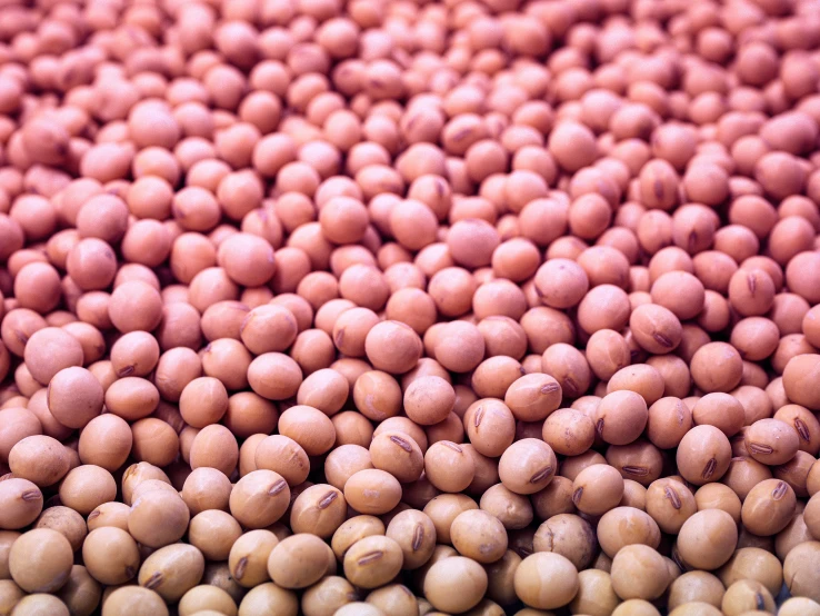 several pieces of soy beans sit on a counter