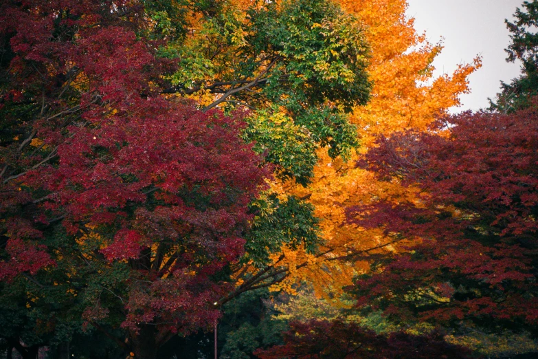 trees with autumn leaves and a bench in the middle