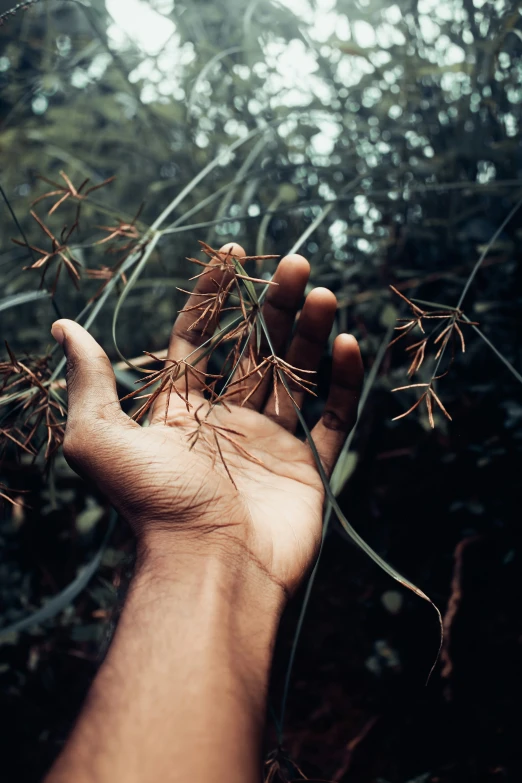 a hand holding some nches in the middle of a forest