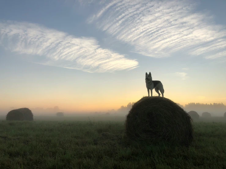 a large grass ball with a dog standing on top