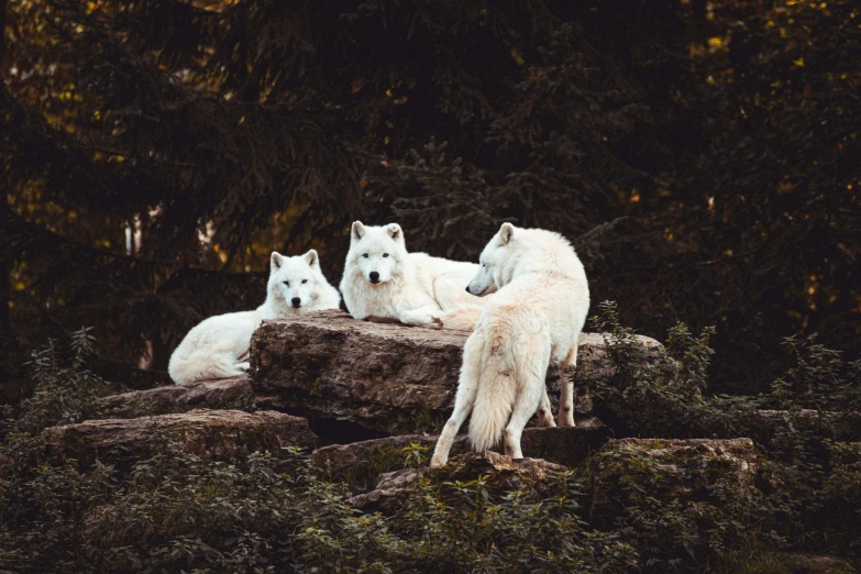 three white polar bears lounging on some rocks in the woods