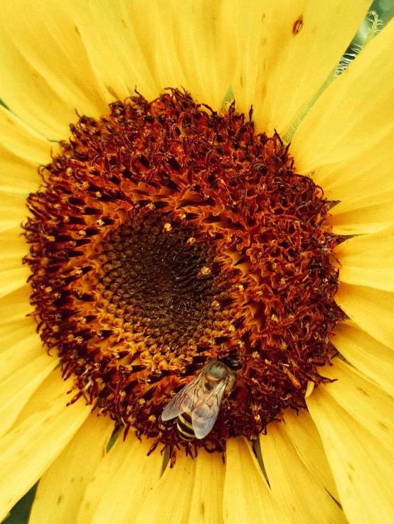 a sunflower has some large, yellow petals