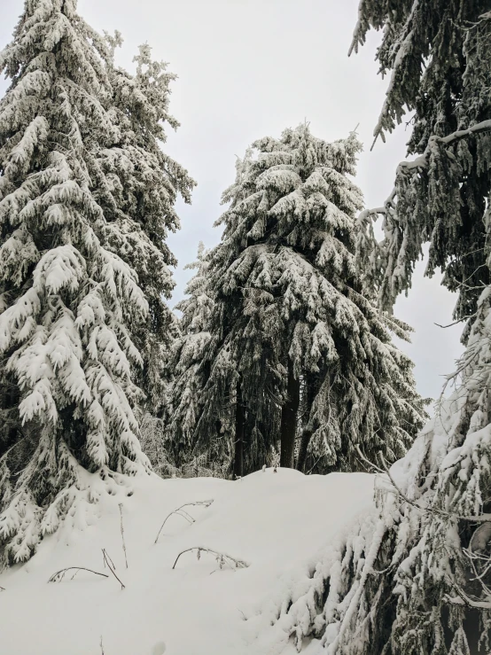 a person skiing down a snowy trail by some trees