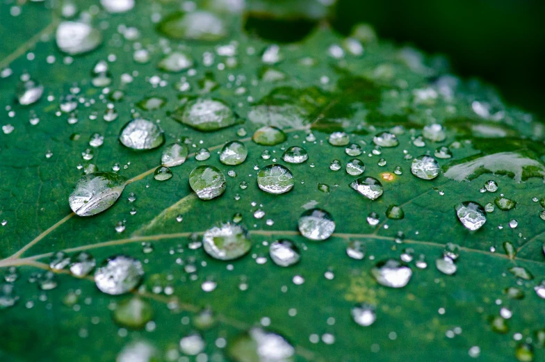 the large leaf has water droplets on it