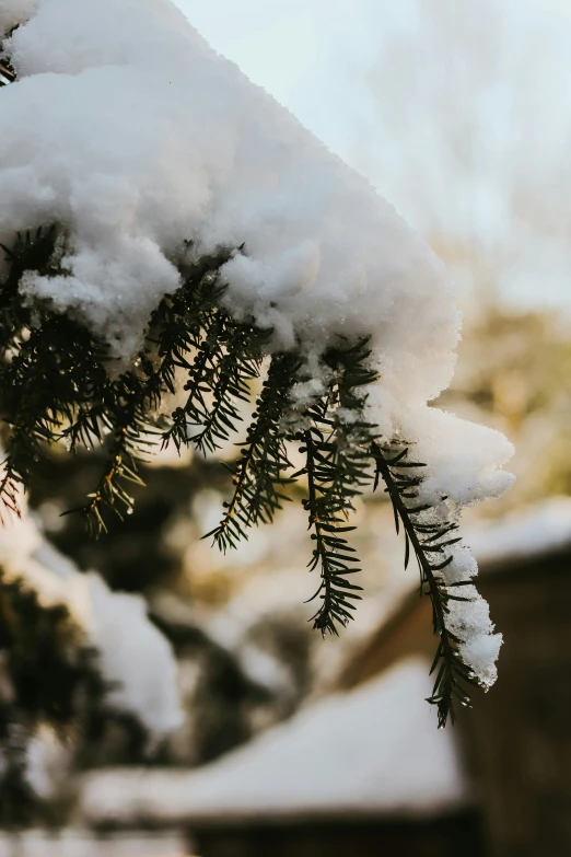 snow and pine tree needles with houses in the background