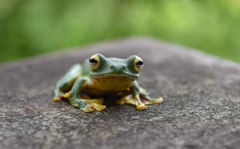 frog with two bulging eyes sitting on rock