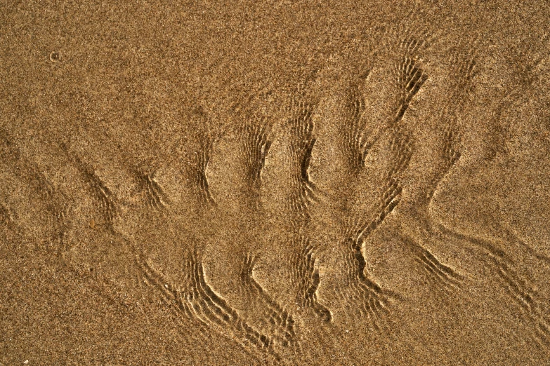a brown bear paw print is in the sand