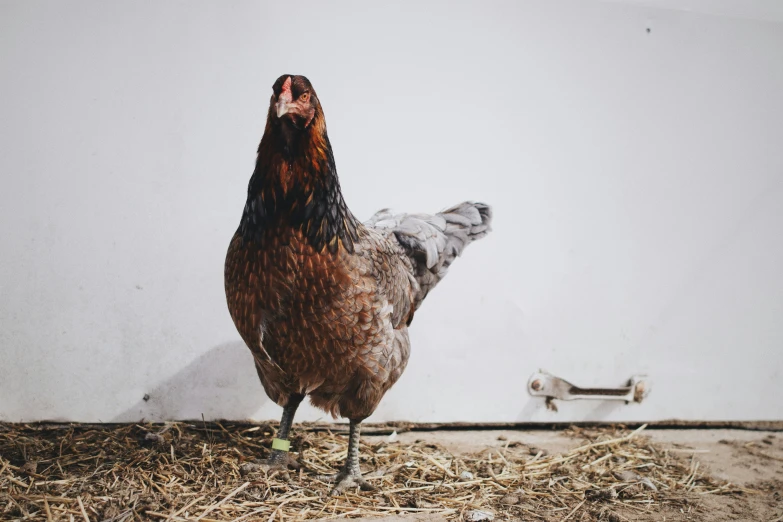 a close up of two chickens near each other