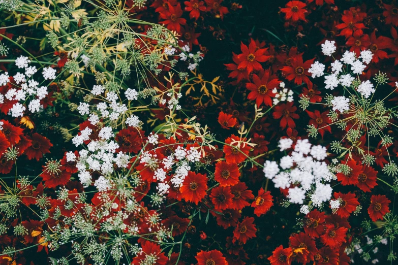 many different plants are red and white