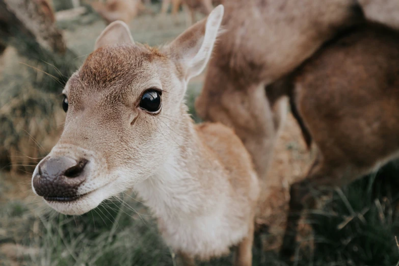 this is a close up s of the nose and face of a small deer