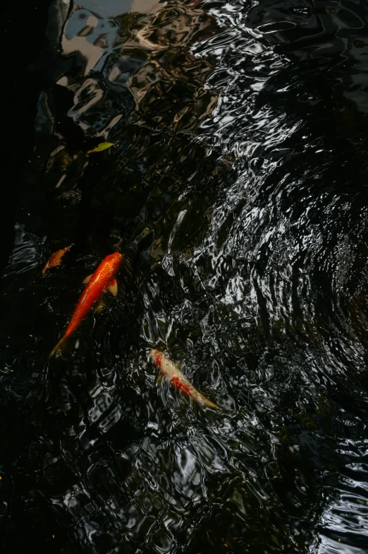 two fish swimming in water next to each other
