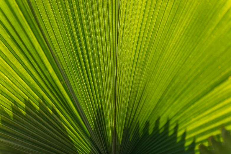 a close up s of the blades on a green palm tree