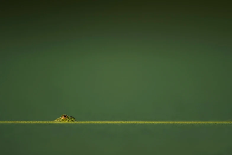 a frog is sitting on a yellow strip in the water