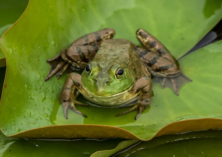 frog on a lily pad looking up from the water
