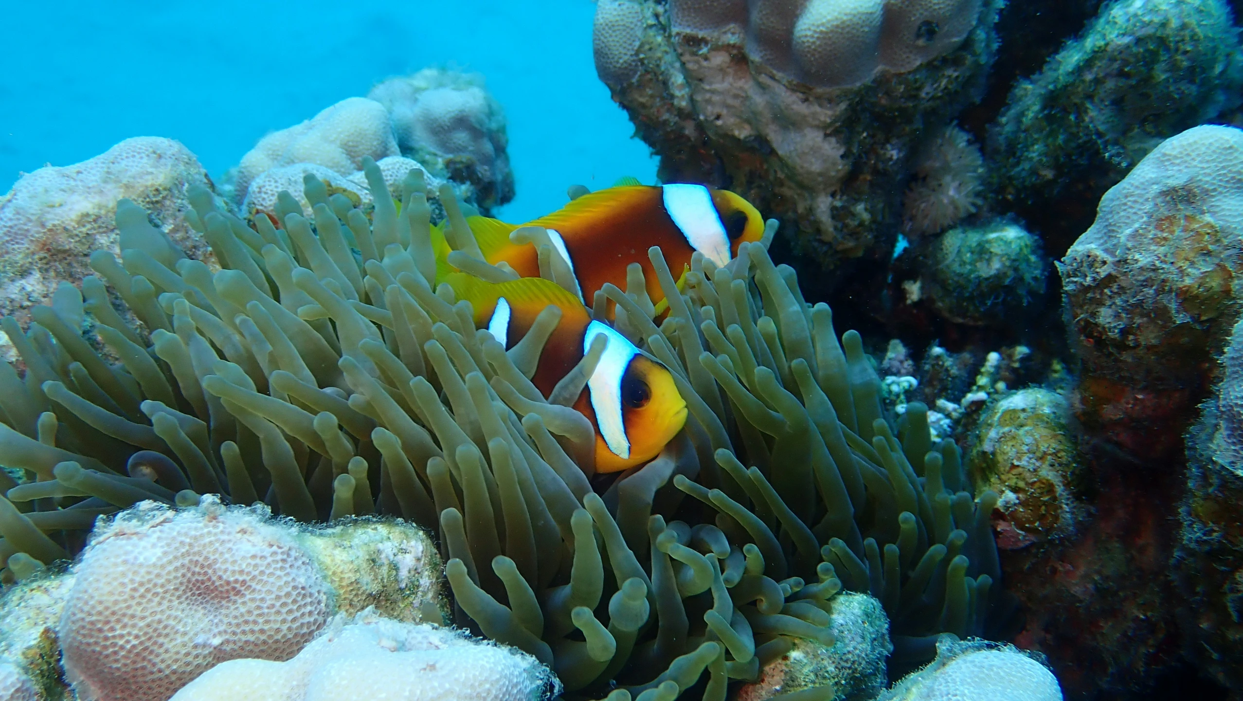 the clown fish is looking at the camera while in an sea anemone